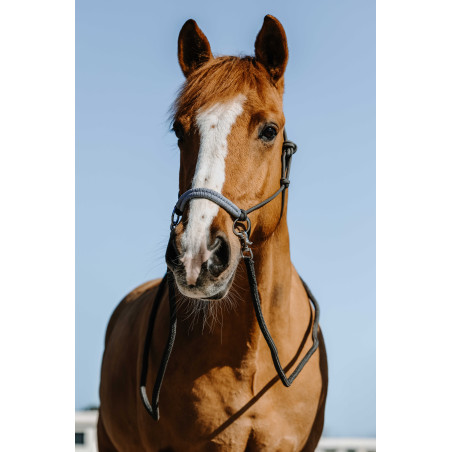 Capestri etologici + redini Norton Fancy