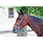 Museruola mista francese / tedesca T de T