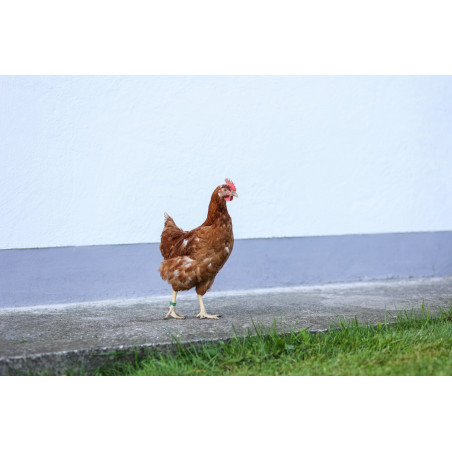 Anelli di identificazione a spirale per galline Kerbl Hobbyfarming