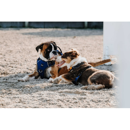 Imbracatura per cani RIDING WORLD - Simba