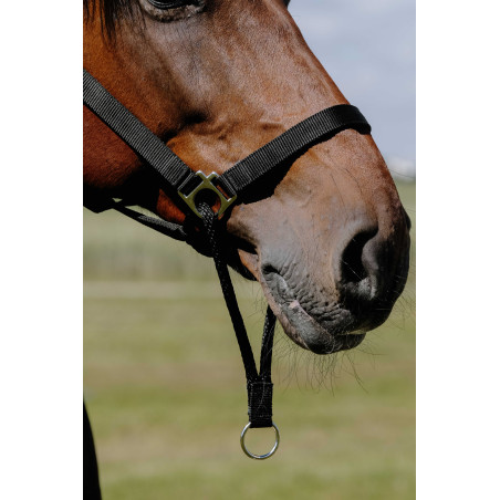 Capezzina Educativa Norton