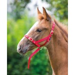 Capezzina di presentazione per puledro Shires