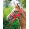 Capezzina di presentazione per puledro Shires - Rosso