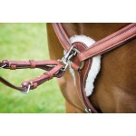 Pettorale a 5 punti Avignon Shires