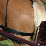 Cinghie per glutei Chetak