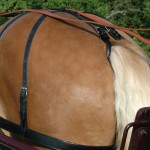 Cinghia posteriore Chetak