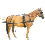 Imbracatura continentale Chetak