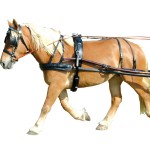 Imbracatura EURO Chetak