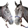 Capestro in corda Canter - Nero / nero