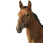 Capezzina puledro Chetak