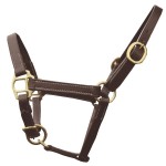 Capestro puledro presentazione Chetak