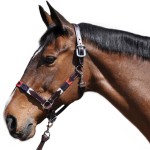 Capezze Flags & Cup Chukka