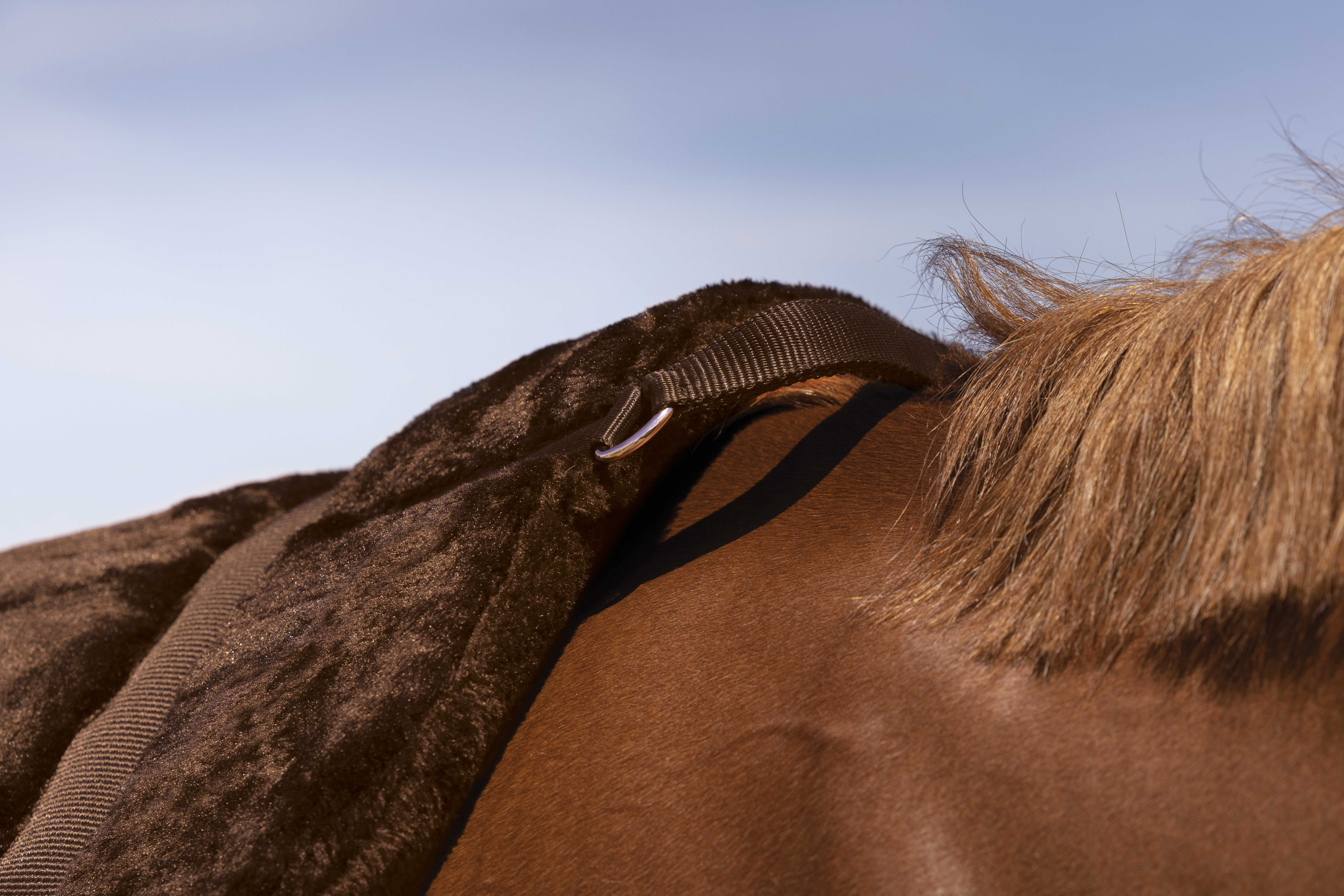 Tappeto da monta a pelo Norton Confort Marrone