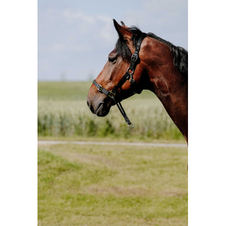 Capezzina Educativa Norton