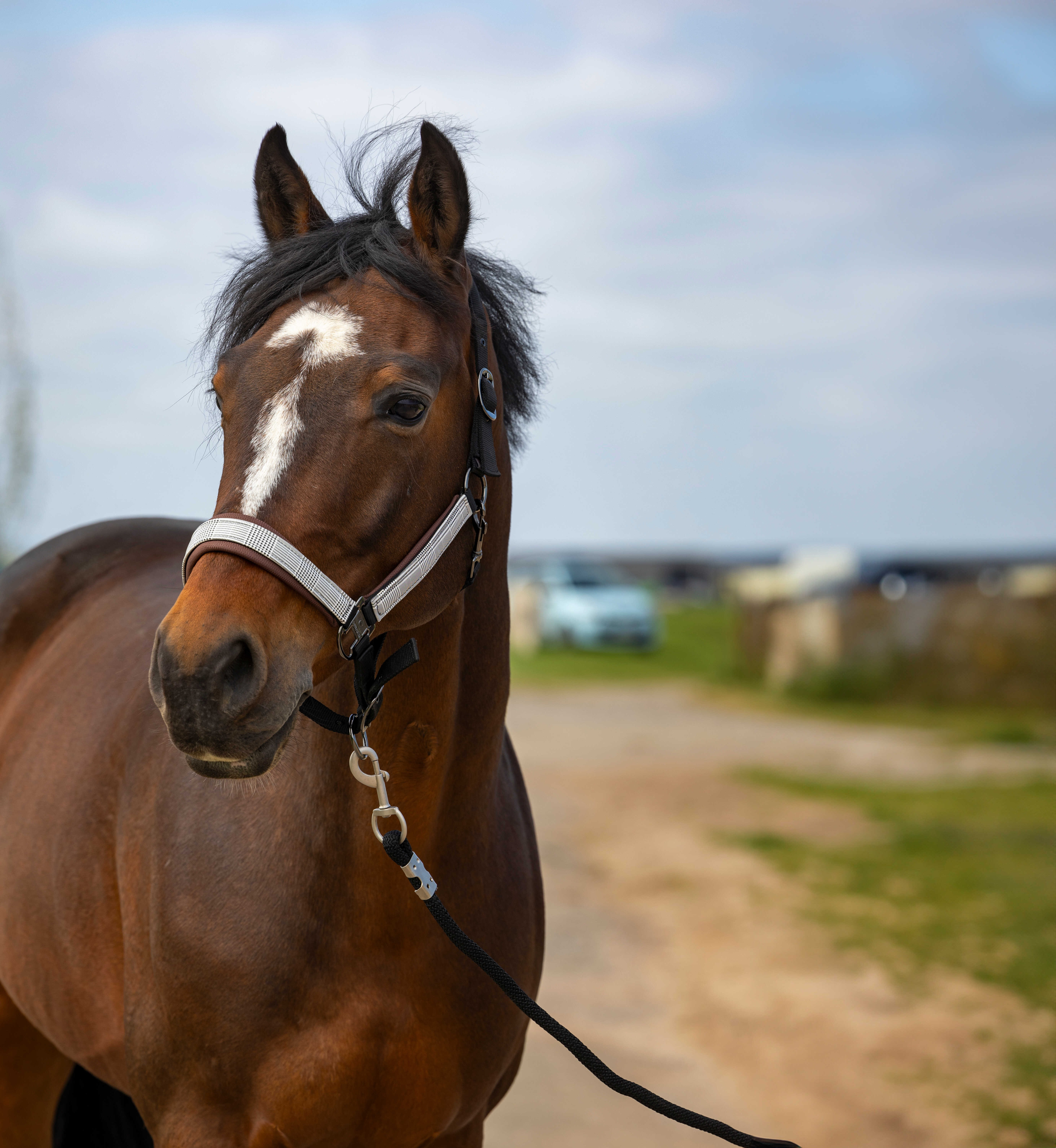 Capestro Equithème Nylon Check Nero / marrone Capestro Equithème Nylon Check Nero / marrone