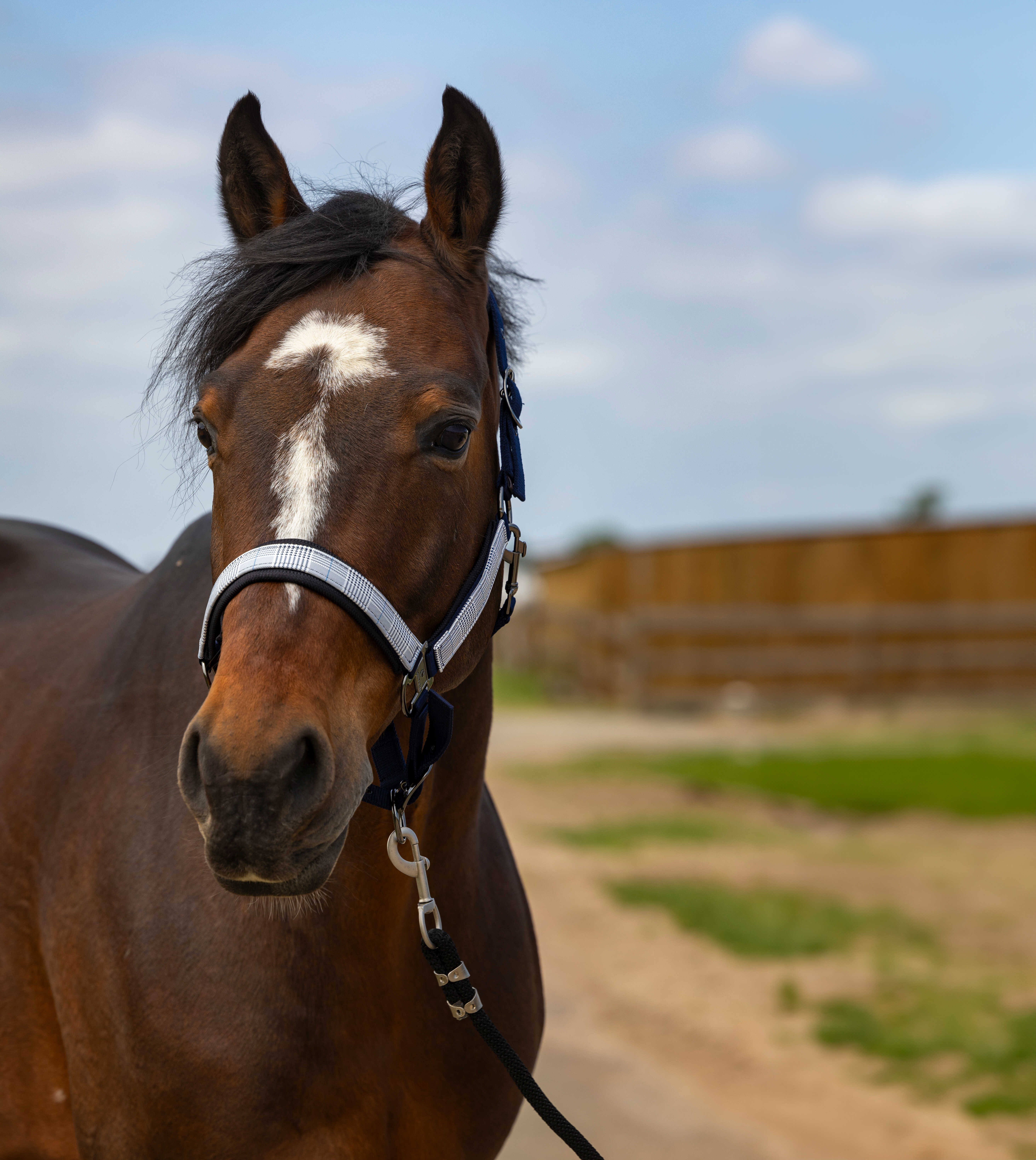 Capestro Equithème Nylon Check Nero / marrone Capestro Equithème Nylon Check Nero / marrone