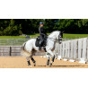 LeMieux Suede Dressage Square Reflective - Nero