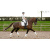LeMieux Suede Dressage Square Reflective - Bianco