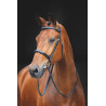 Bridon Fairford Salisbury Shires - Noce australiana