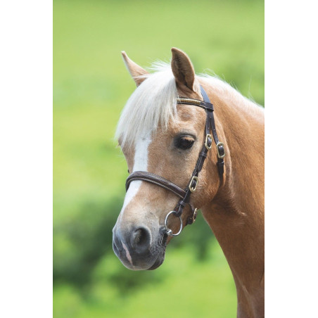 Filet da presentazione con clincher Shires Velociti Gara