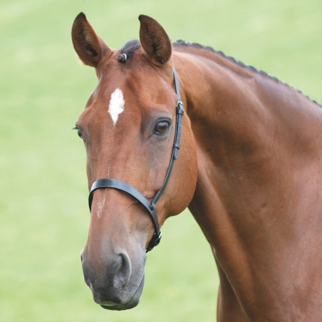 Capezzino Shires Velociti Gara