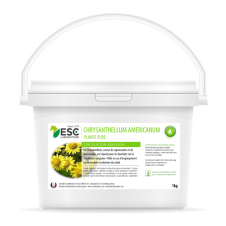 Chrysantellum Americanum ESC Laboratorio