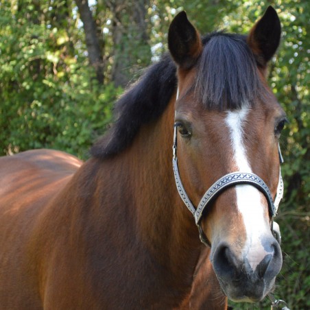 Set Cavezza e Lunghina Colca Bandiere & Tazza