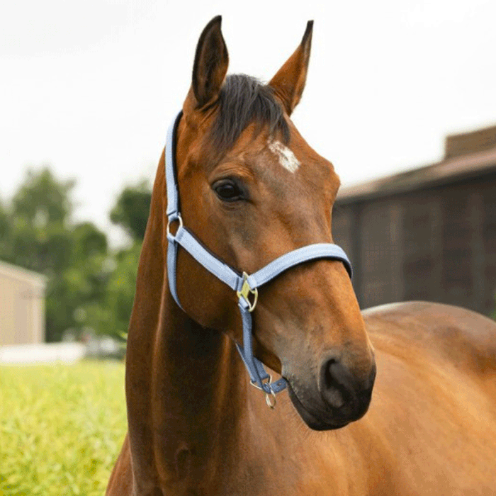 Capezzina Equithème Air Capezzina Equithème Air