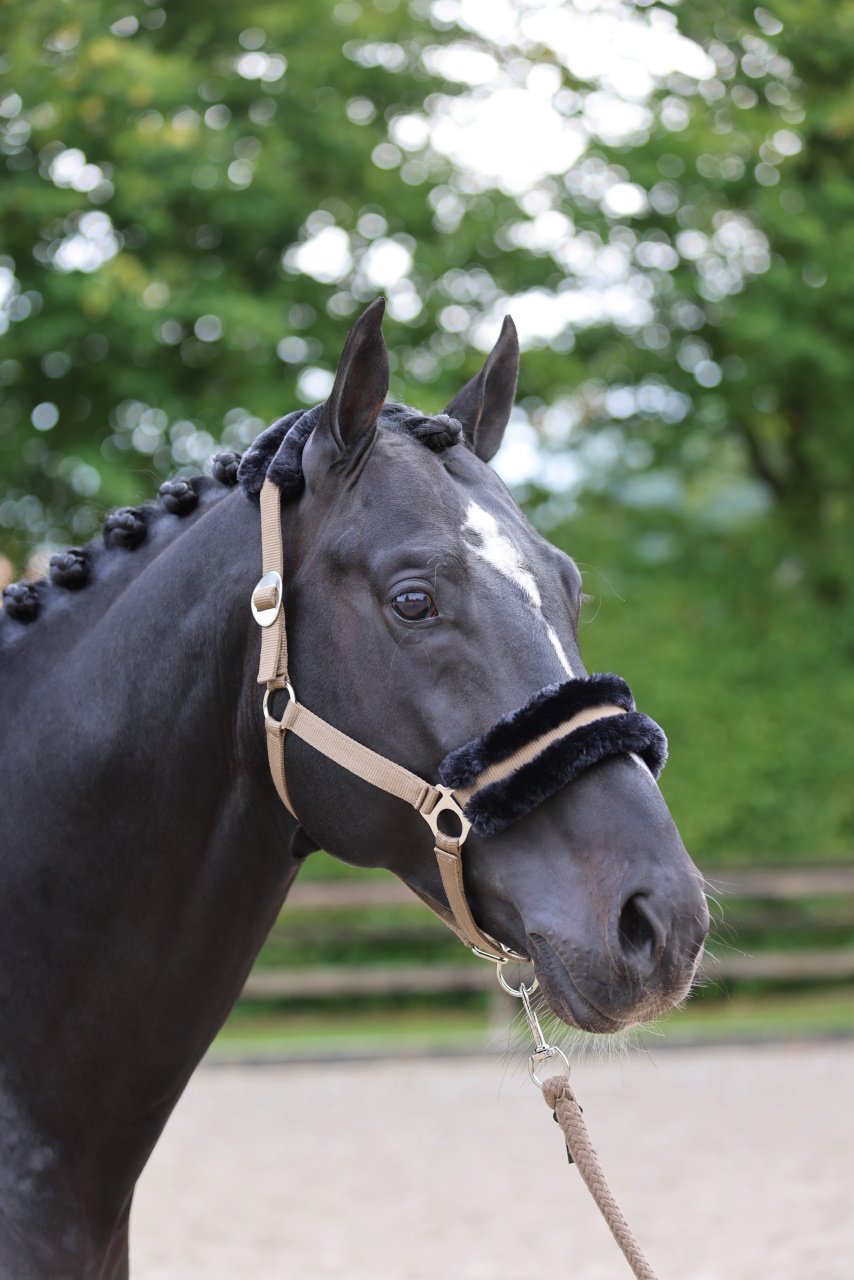 Capestro Classic Soft Covalliero Blu navy