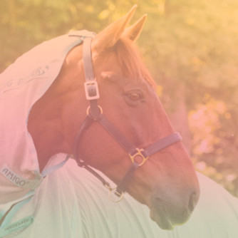 Horseware, Equithème...