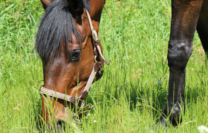 Les indispensables de l'été pour son cheval