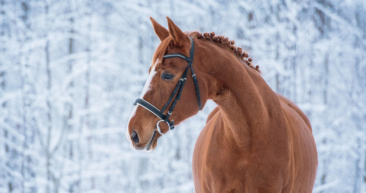 Comment bien préparer son cheval pour l’hiver ?