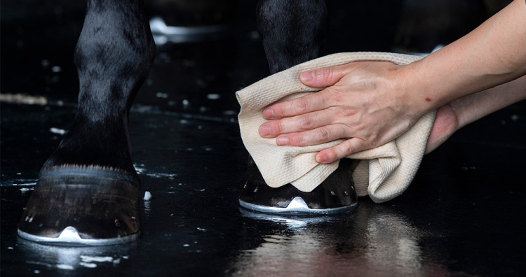 Comment soigner la gale de boue chez le cheval ?