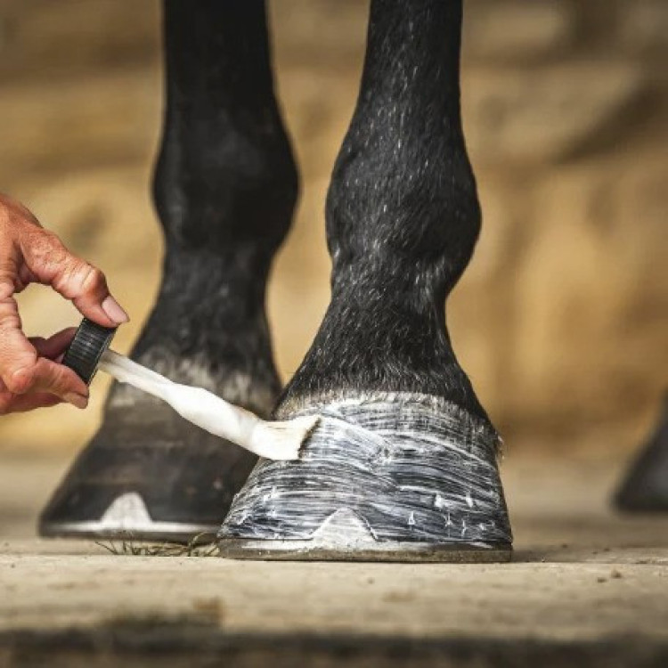 Olio per zoccoli Carr & Day & Martin Daily Hoof Moisturiser Cornucrescine Olio per zoccoli Carr & Day & Martin Daily Hoof Moisturiser Cornucrescine