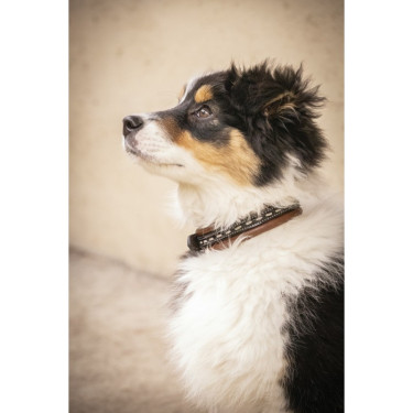 Collare per cane Pénélope Point Sellier Havana modello vecchio Marrone Collare per cane Pénélope Point Sellier Havana modello vecchio Marrone