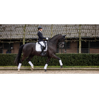 Tappeto LeMieux Crystal Suede Dressage Bianco Tappeto LeMieux Crystal Suede Dressage Bianco