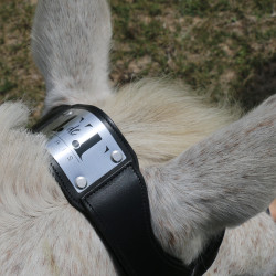 Briglia con ponte Raphaël T de T Nero Briglia con ponte Raphaël T de T Nero