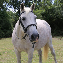 Briglia con ponte Raphaël T de T Nero Briglia con ponte Raphaël T de T Nero