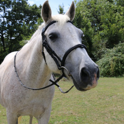 Briglia con ponte Raphaël T de T Nero Briglia con ponte Raphaël T de T Nero
