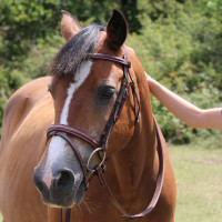 Briglia Kessel T de T capezzina tripla con museruola combinata Havana scuro Marrone