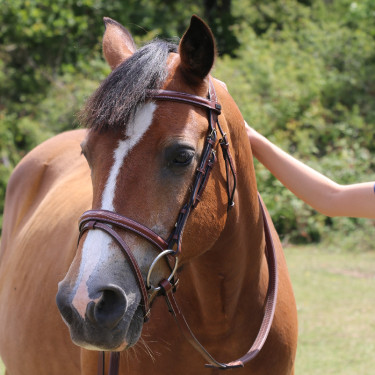 Briglia Kessel T de T capezzina tripla con museruola combinata Tabacco Marrone