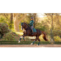 Fasce da polo Loire LeMieux Verde abete Fasce da polo Loire LeMieux Verde abete