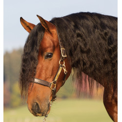 Cavezza in cuoio imbottita Horseware Amigo