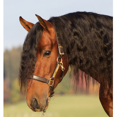 Cavezza in cuoio imbottita Horseware Amigo Cavezza in cuoio imbottita Horseware Amigo