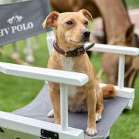 Collare per cane HV Polo Legacy Marrone Collare per cane HV Polo Legacy Marrone