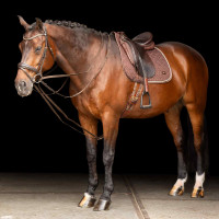 Redini tedesche SH Imperial Riding Core Marrone