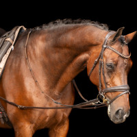 Redini ausiliarie Imperial Riding Core Marrone