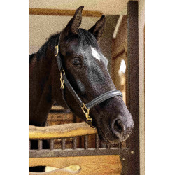 Capezza in cuoio Gold HKM Nero