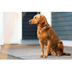 Collare per cane Anam Cara stampato HKM Talpa / oro giallo Grigio Collare per cane Anam Cara stampato HKM Talpa / oro giallo Grigio