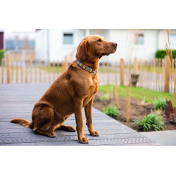 Collare per cane Anam Cara stampato HKM Talpa / oro giallo Grigio Collare per cane Anam Cara stampato HKM Talpa / oro giallo Grigio